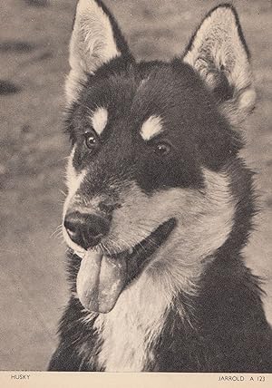 Husky Jarrolds Norfolk Dog Postcard