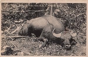 Malaya Elephant Animal Hunting Slaughtered Killed Antique Malayan Postcard