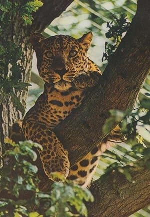 Leopard at Marwell Zoo Zoological Park Winchester Postcard