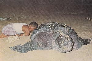 Thailand Man With Giant Asian Tortoise Postcard