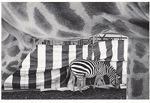 z130 Swiss Circus Zebra Opening Animal Cage Stunning Photo Postcard