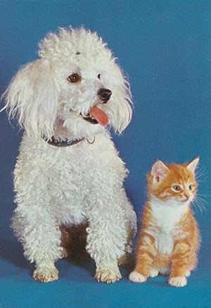 Cat & With Next To Poodle Dog Love Romance Cute Postcard