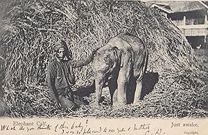 Elephant Calf Baby Just Awake Antique Indian Postcard