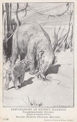Palaemostodon Wintori Elephant Extinct British Mammals Natural History Museum Postcard