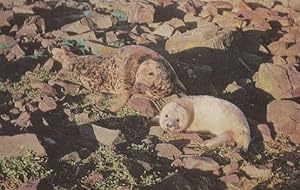 Nervous Grey Seals 1970s Salmon Sea Life Postcard