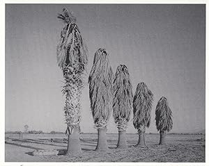 Trees Of Haircuts Giant Tribal Hair Fashions Unique Photo Postcard