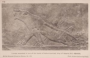 Lioness Wounded Lion Hunt Battle King Of Assyria Mythological Old Postcard