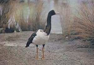 The Wildfowl Trust Magpie Goose Australian Bird Postcard