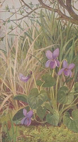 Dog Violet British Wild Flowers Medici Vintage Flower Postcard