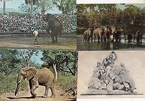 Ceylon Elephant Performing To Crowd Bathing Sri Lanka 4x Postcard s