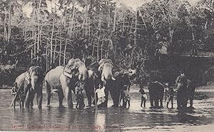 Ceylon Elephants Belong To Kandy Temple Indian Postcard