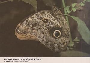 Owl Central America Stunning Rare 1970s New Forest Butterfly Farm Photo Postcard