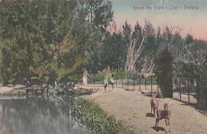 Pretoria Zoo Round The Bond Ostrich Deer South African Antique Postcard