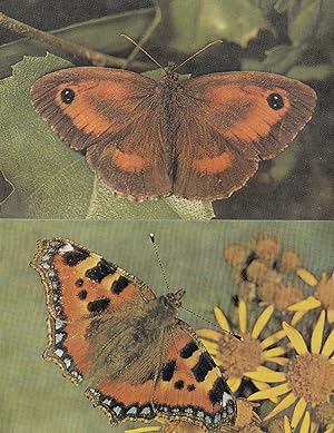Small Tortoiseshelll Hedge Brown 2x Butterfly 1970s Postcard s