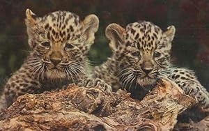 Chinese Baby Leopard Cubs at London Zoo 1970s Postcard