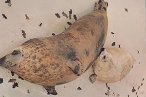 Sheba Baby Seal Feeding Christmas Day Cornish Seals Sanctuary Postcard