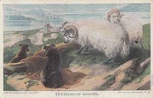 Tethered Rams South Kensington Gallery Sheep Antique Painting Postcard