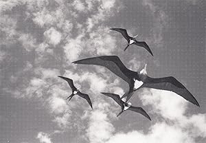 Fregatidae American Hawaii Frigate Tropical Bird RPC Award Winner Photo Postcard