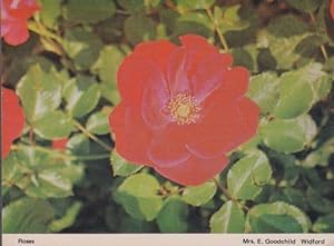Rose Roses at Widford Essex Womens Institute Flowers Postcard