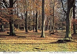 Woodlands Wood Forest Ashridge Hertfordshire Womens Institute Postcard