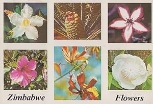 Zimbabwe Flowers White Sabi Star Cycad Hibiscus South African Postcard