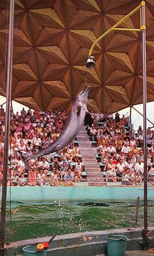 Sparkle The Whale Dolphin Ringing Bell Miami Seaquarium 1960s Photo Postcard