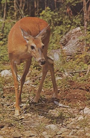 Deer In Algonquin Park Ontario Canada Canadian Postcard