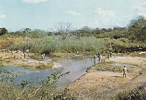 African Plantation Washday South Africa Postcard