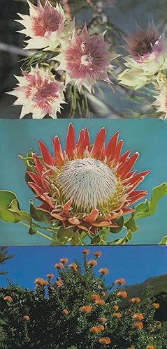 South Africa African 3x Flower Postcard s