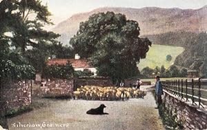 Silverhow Grasmere Farm Farming Rounding Up Sheep Farmer Antique Postcard