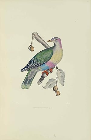 Iconographie des pigeons non figurés par Mme Knip (Mme Pauline de Courcelles) dans les deux volum...