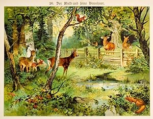 TIERE. - Waldtiere. "Der Wald und seine Bewohner". Blick auf eine Waldlichtung mit Hirschen, Rehe...