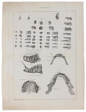 ANATOMIA Tav. XII: INCISIONE CALCOGRAFICA ORIGINALE.: