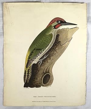 The Green Woodpecker. (A coloured aquatint plate from Ornithologia Danmoniensis, or, an History o...