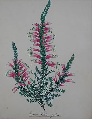 A MAGNIFICENT COLLECTION OF NINETEENTH CENTURY BOTANICAL WATERCOLOUR S OF SOUTH AFRICAN HEATHERS ...