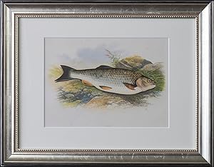 British Fresh-Water Fishes [TEN FRAMED PLATES]