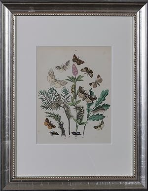 European Butterflies and Moths