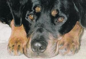 PDSA Sad Homeless Dog Postcard