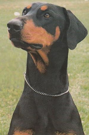 Doberman Lancashire Dog Postcard