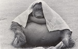 Twiggy Fat Overweight Gorilla Monkey Orang Utang Postcard