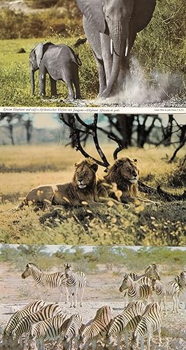 African Elephant Lion Calf Zebras Drinking 3x Africa Postcard s