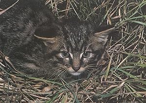 Wildcat Kitten Resting Postcard
