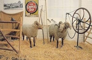 Norfolk Horn Sheep Farming Equipment Museum Postcard