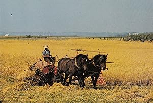 Mennonite Farmer in Elmira Ontario Canada Postcard