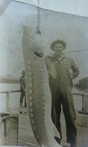 ANTIQUE STURGEON COLUMBIA RIVER OR 415 LB 9 FT CASCADE FISH WHEEL 1926 OLD PHOTO