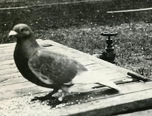 ANTIQUE VINTAGE RACING? ATHLETIC PIGEON GREAT LAKES MIDWEST BIRDS EYES PHOTOS