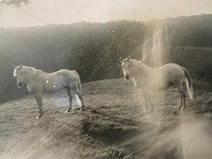 ANTIQUE VINTAGE WHITE HORSES ARTISTIC ABSTRACT VERNACULAR PHOTOGRAPHY FINE PHOTO