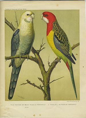 Pale Headed or Mealy Rosella Parrakeet; Rose Hill or Rosella Parrakeet. Chromolithograph
