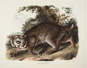 Common American Wild-Cat [Male] from The Viviparous Quadrupeds of North America