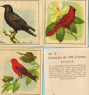 LOTE DE CROMOS. CROMOS SUELTOS; 1,00 . PAJAROS DE VISTOSO PLUMAJE. EDICIONES FERCA (Coleccionismo...